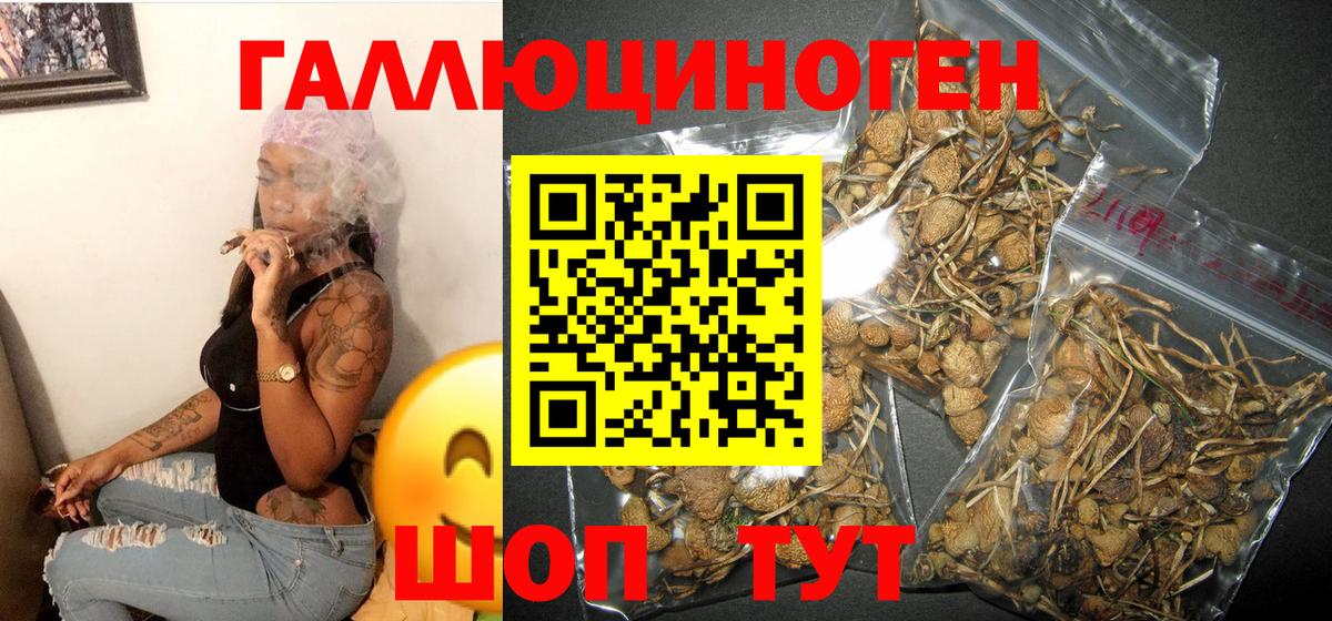 Псилоцибиновые грибы Psilocybe Йошкар-Ола